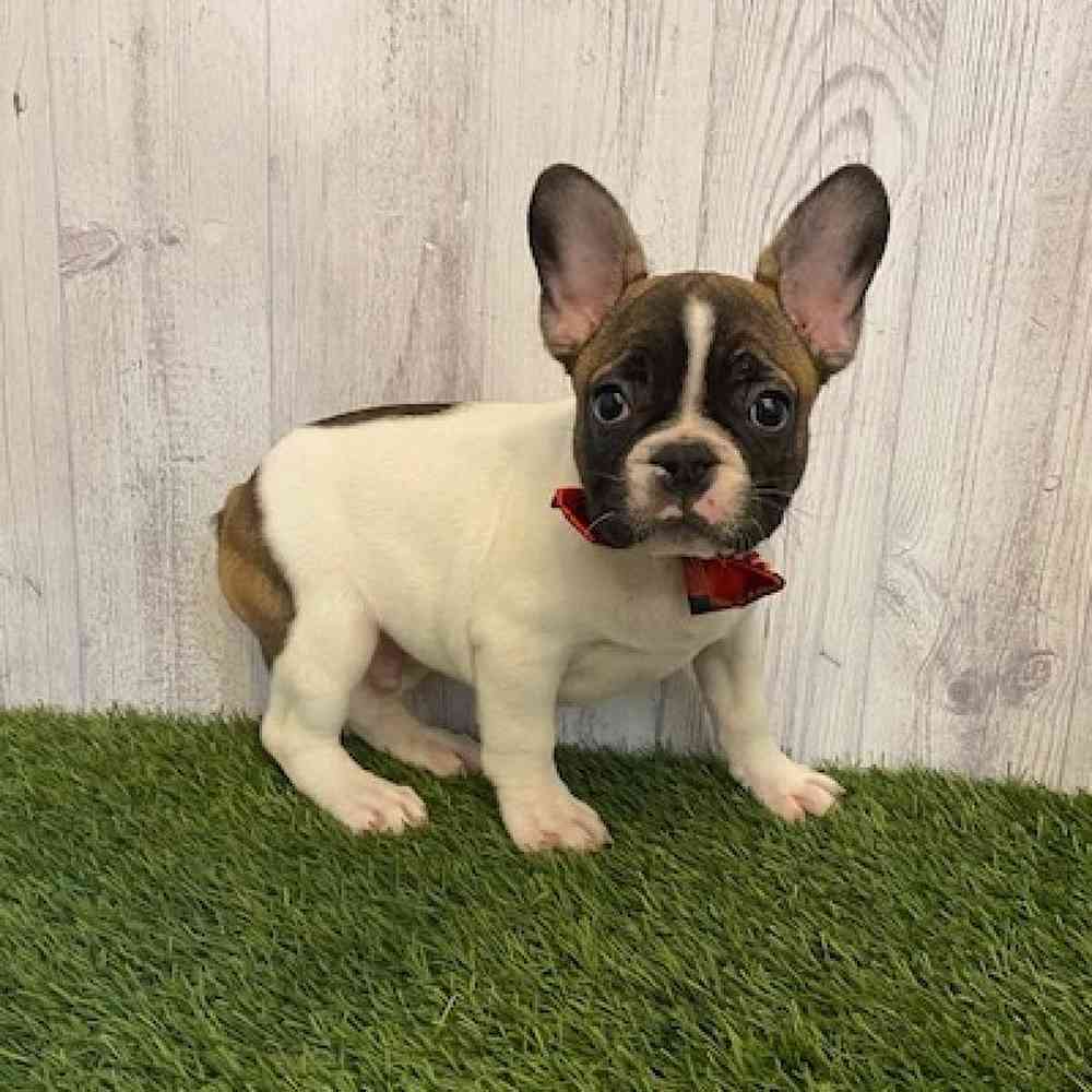 Male French Bulldog Puppy for sale