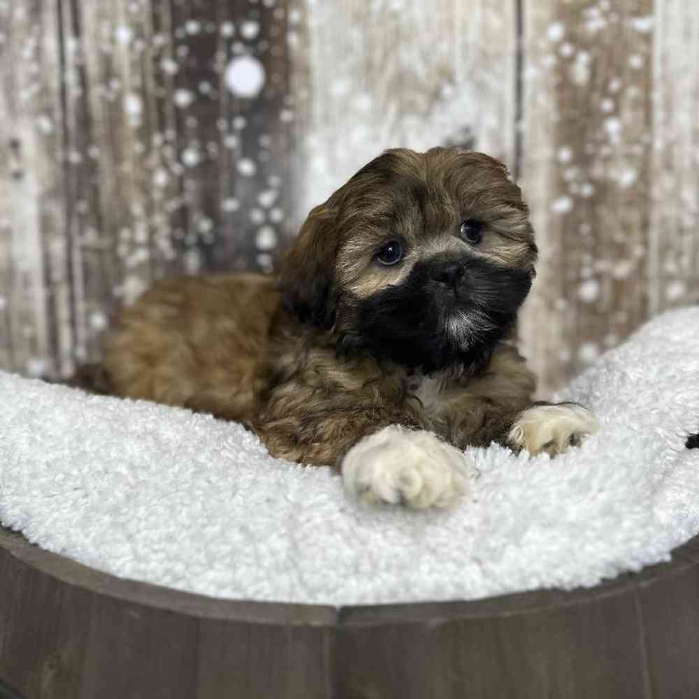 Female Lhasa Apso Puppy for Sale in Saugus, MA