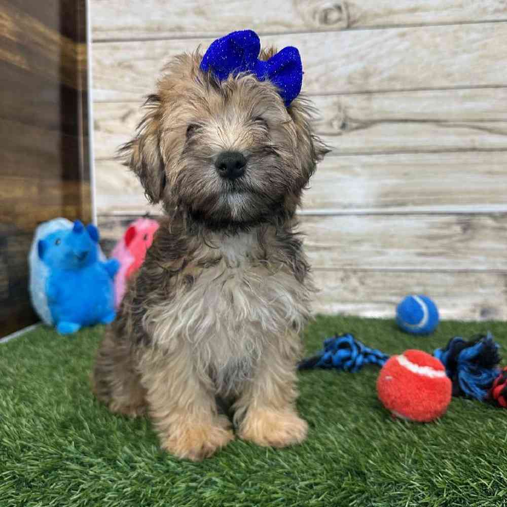 Female Bichon-Poodle 2nd Gen Puppy for Sale in Braintree, MA