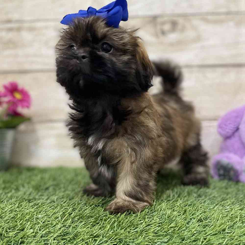 Female Shih Tzu Puppy for Sale in Braintree, MA