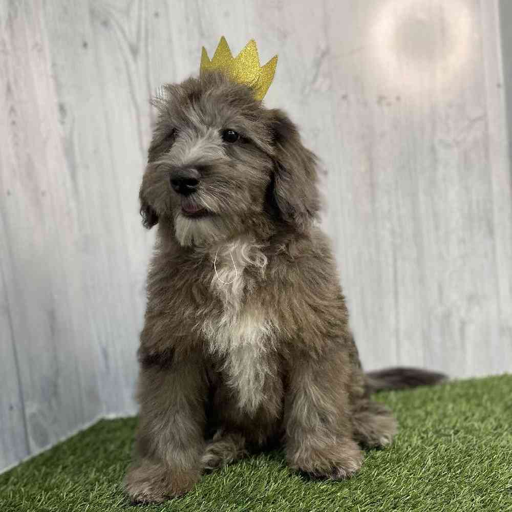 Male Mini Whoodle Puppy for sale