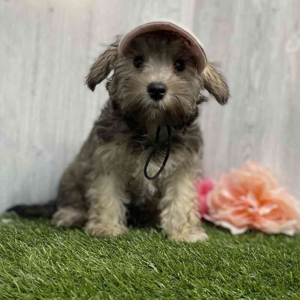 Female Hava-Schnauzer Puppy for sale