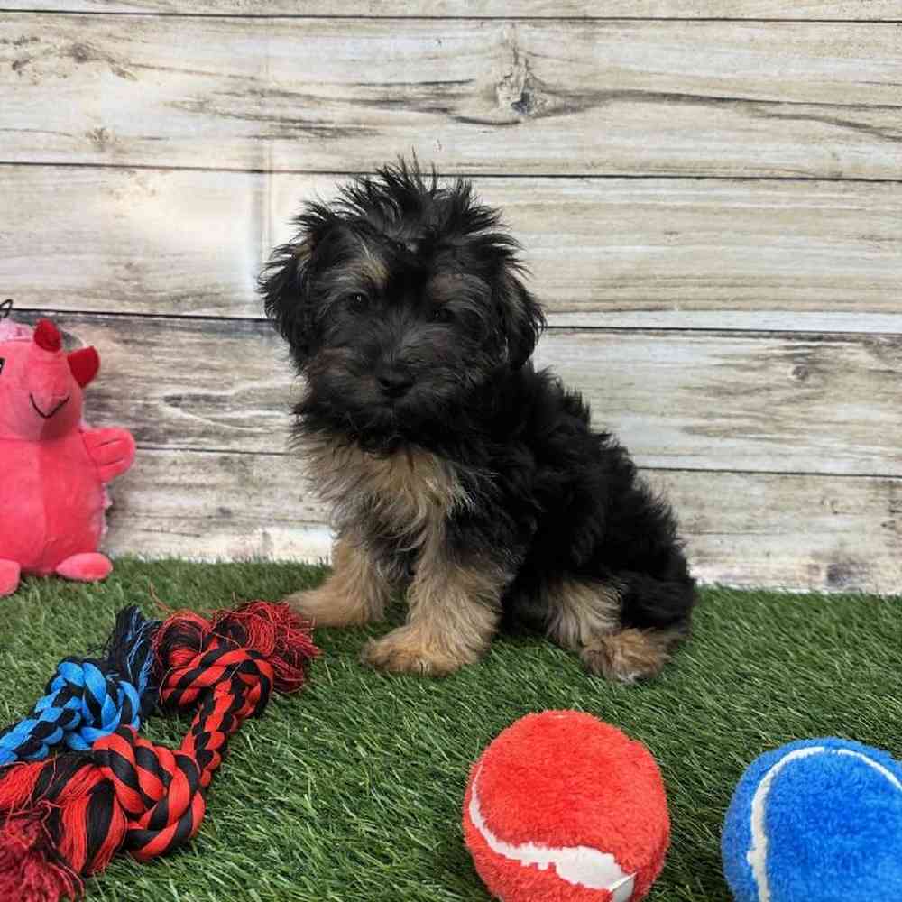 Male Bichon-Poodle 2nd Gen Puppy for Sale in Braintree, MA