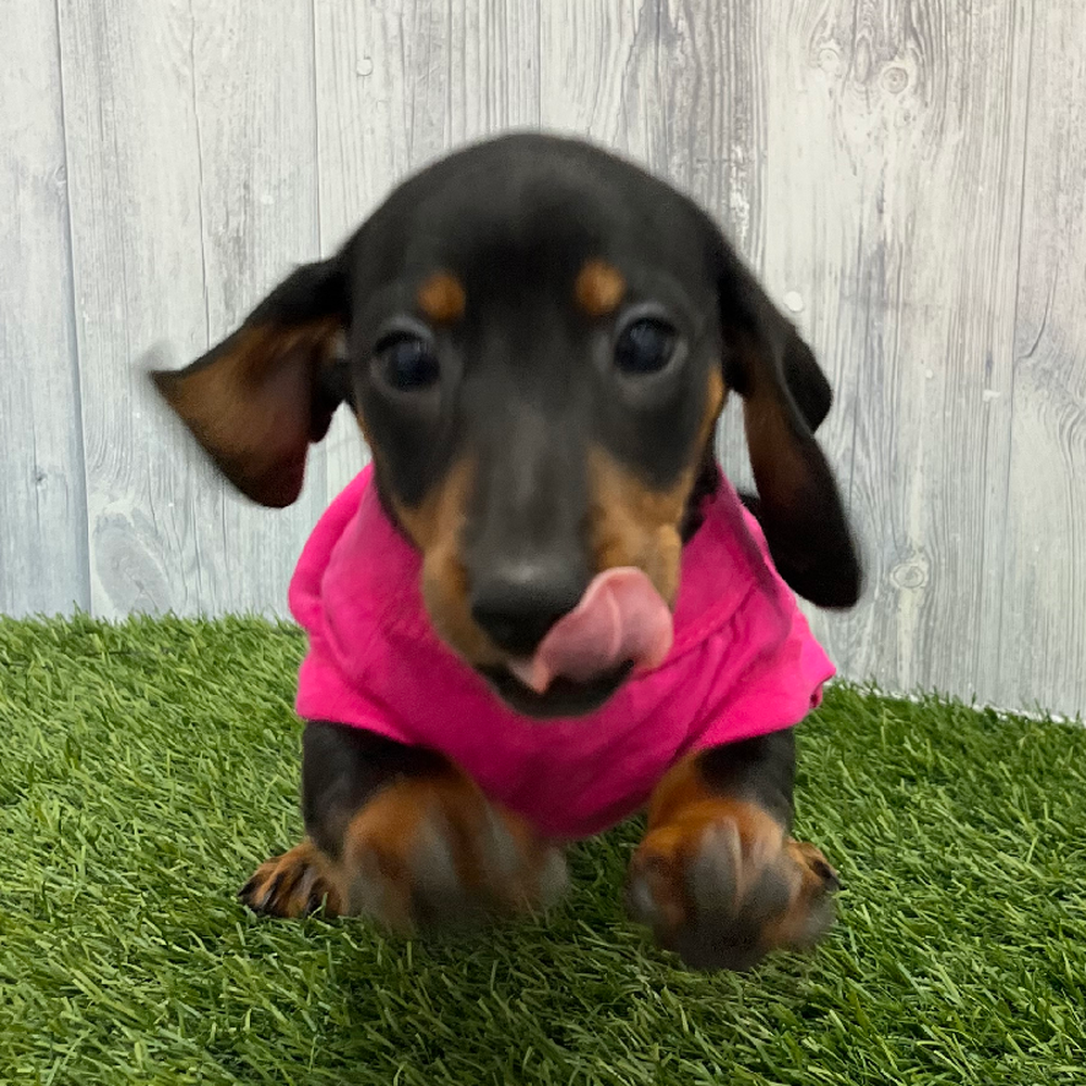 Female Dachshund Puppy for Sale in Braintree, MA
