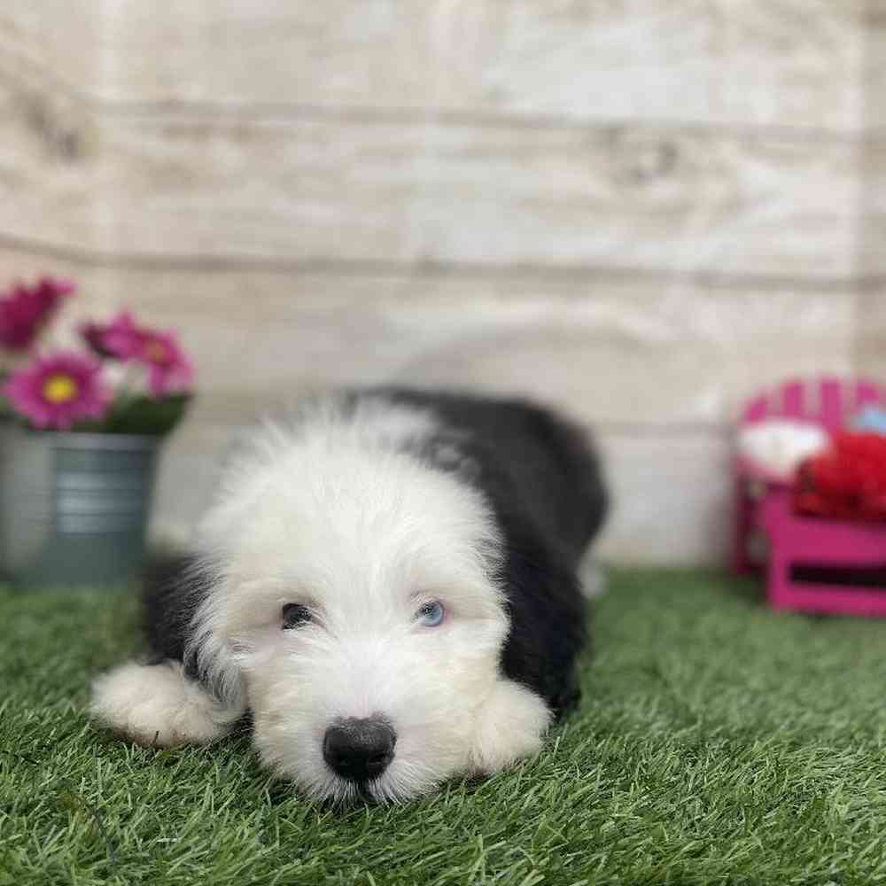 Male Old English Sheepdog Puppy for Sale in Braintree, MA