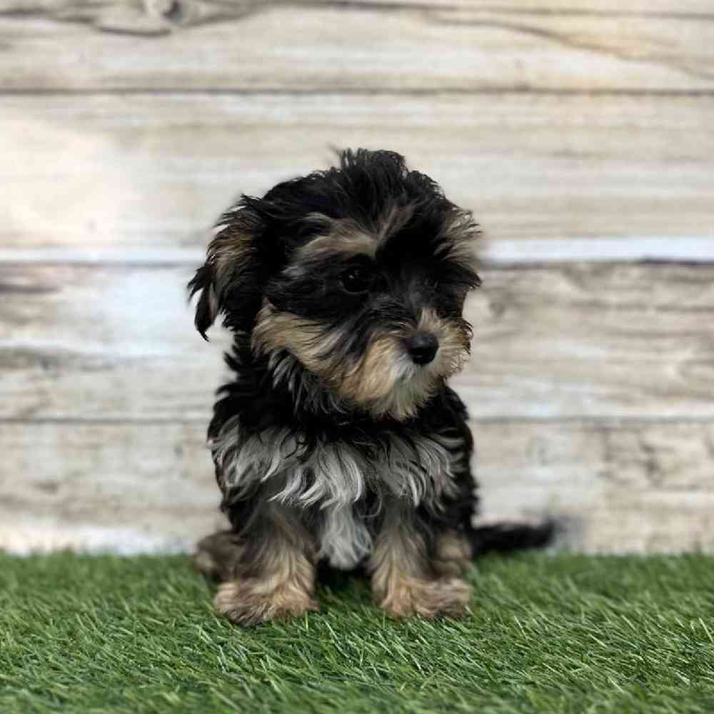 Male Morkie Puppy for Sale in Saugus, MA
