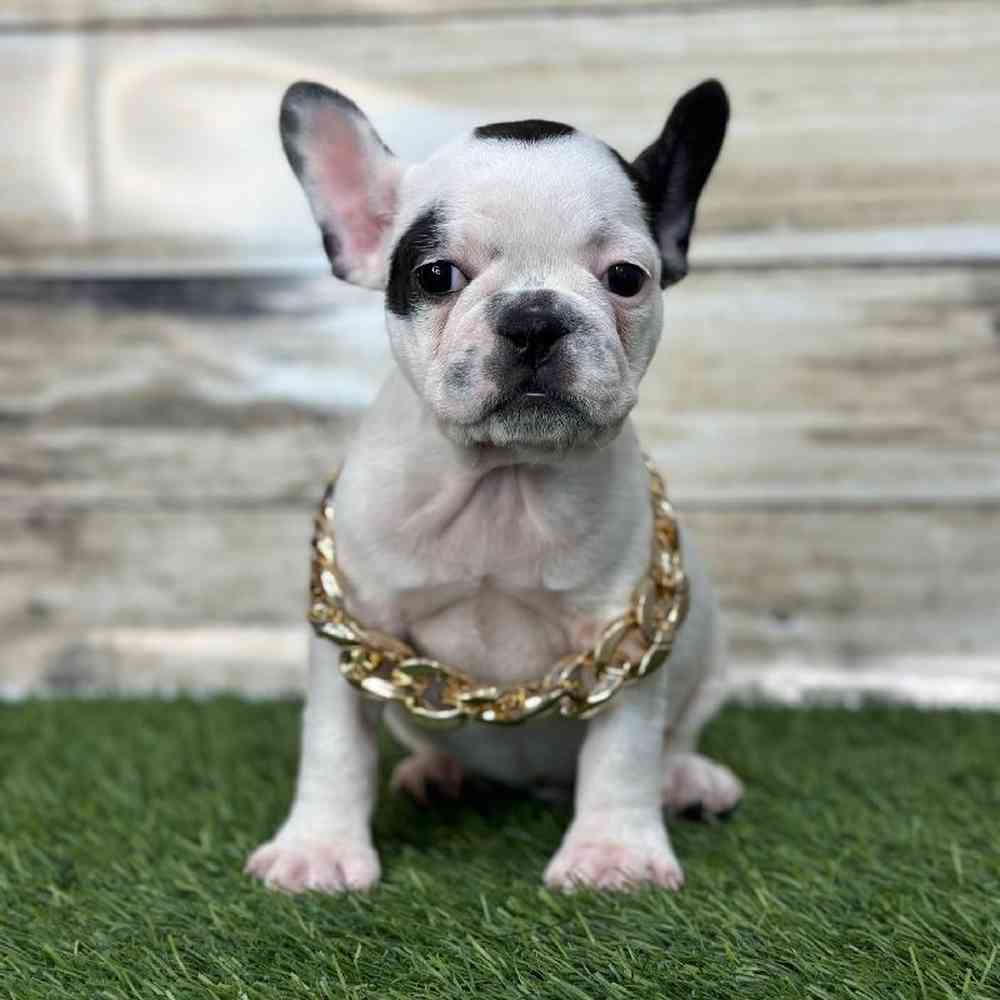 Male French Bulldog Puppy for Sale in Saugus, MA