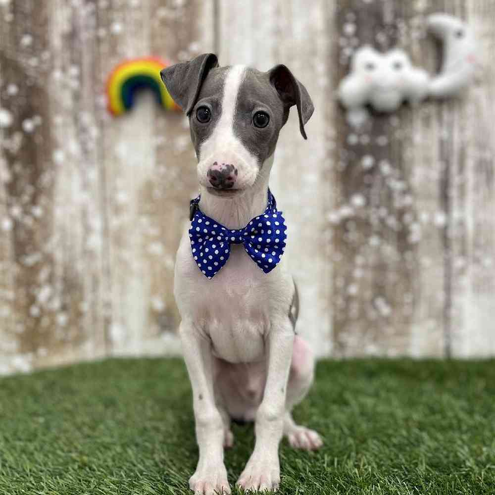 Male Italian Greyhound Puppy for Sale in Braintree, MA