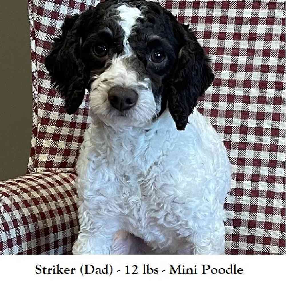 Male Mini Labradoodle 2nd Gen Puppy for Sale in Saugus, MA