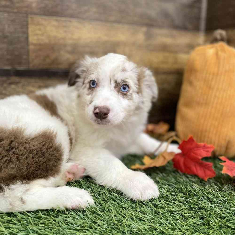 Female Miniature Australian Shepherd Puppy for Sale in Braintree, MA