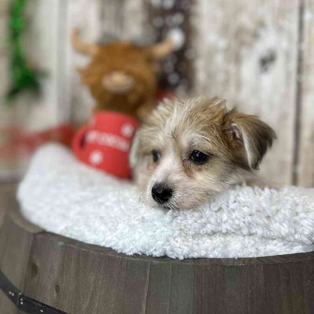 Female Yochon Puppy for Sale in Saugus, MA