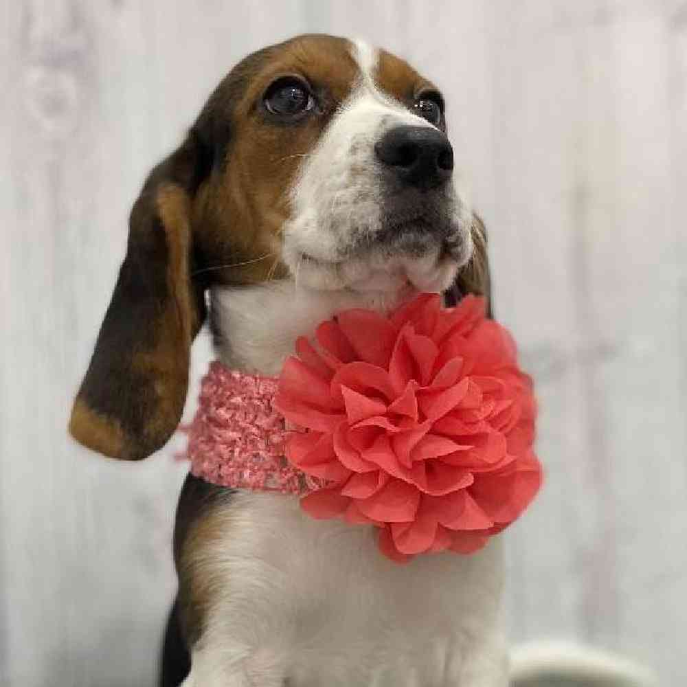 Female Beagle Puppy for Sale in Braintree, MA