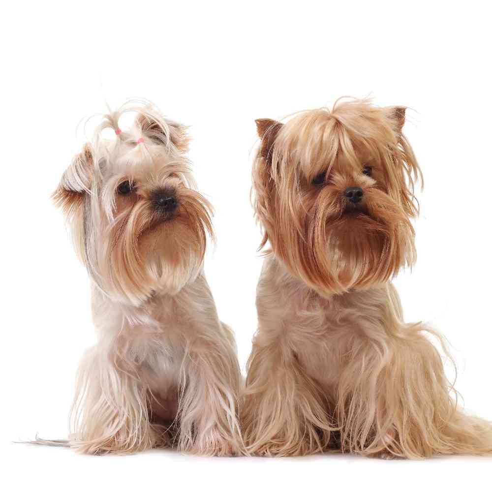 Yorkshire Terrier image