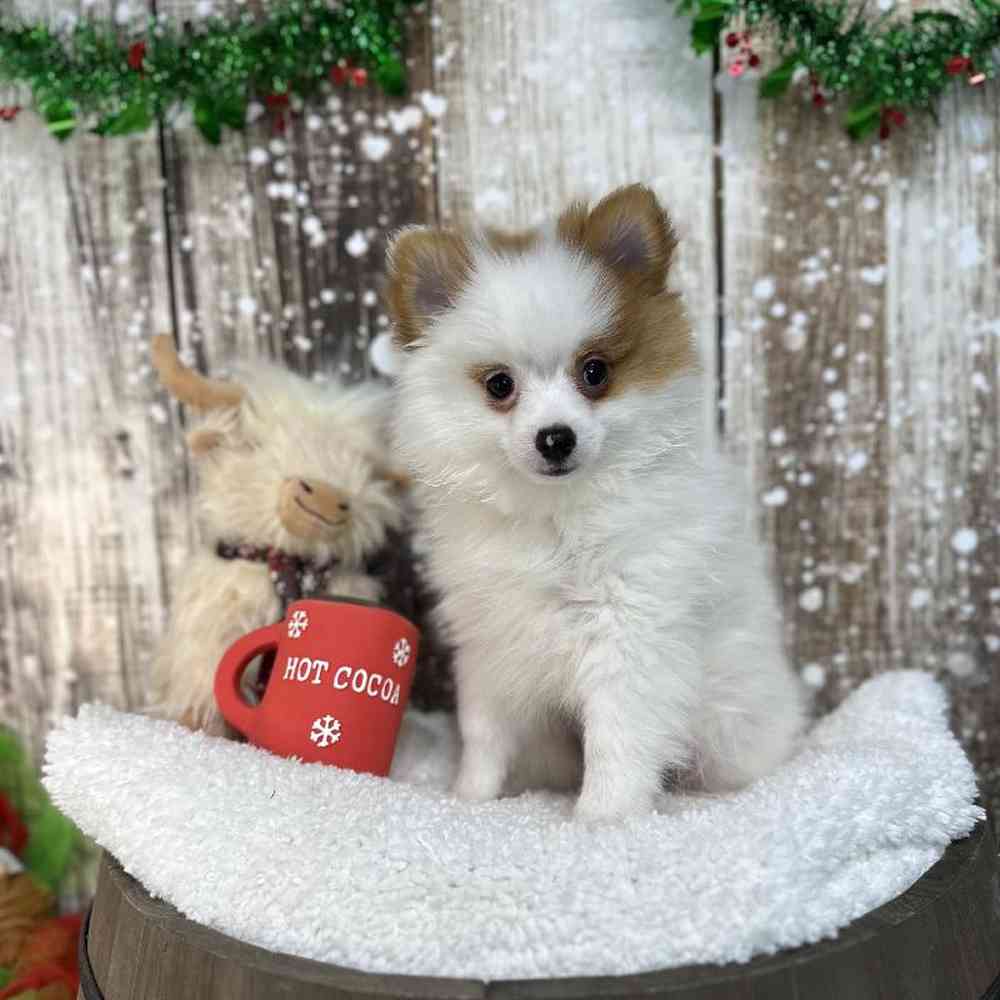 Male Pomeranian Puppy for Sale in Saugus, MA