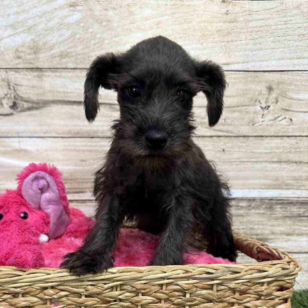 Female Miniature Schnauzer Puppy for Sale in Saugus, MA