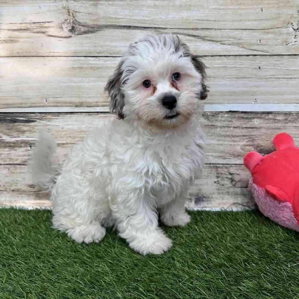 Female Shih-Poo Puppy for Sale in Saugus, MA