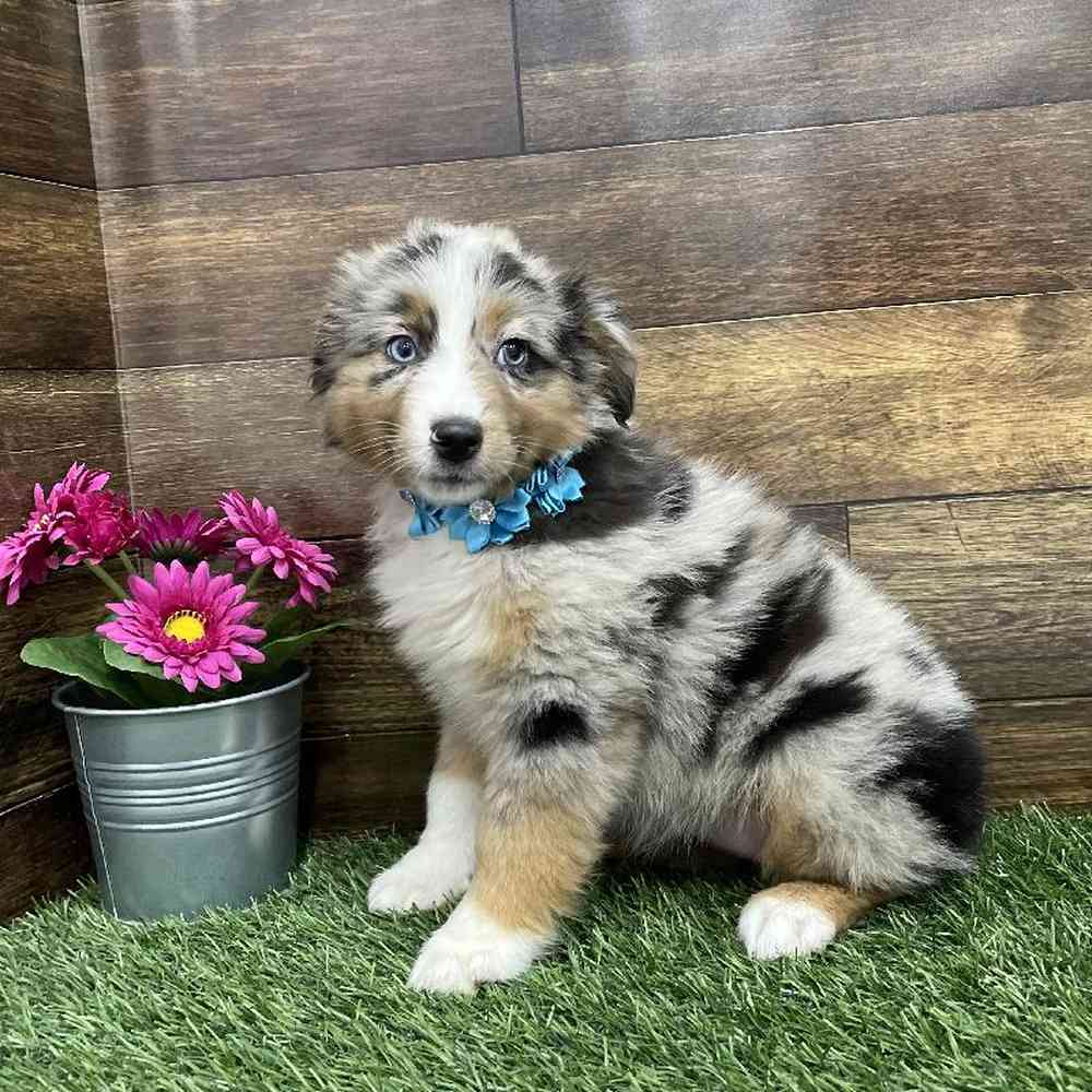 Female Miniature Australian Shepherd Puppy for Sale in Braintree, MA