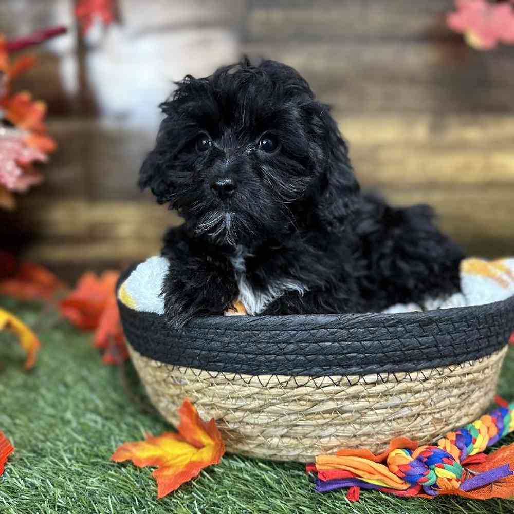 Male Malti-Poo Puppy for Sale in Saugus, MA