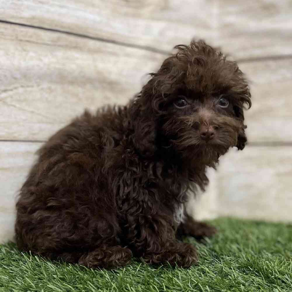 Female Cockapoo 2nd Gen Puppy for Sale in Braintree, MA