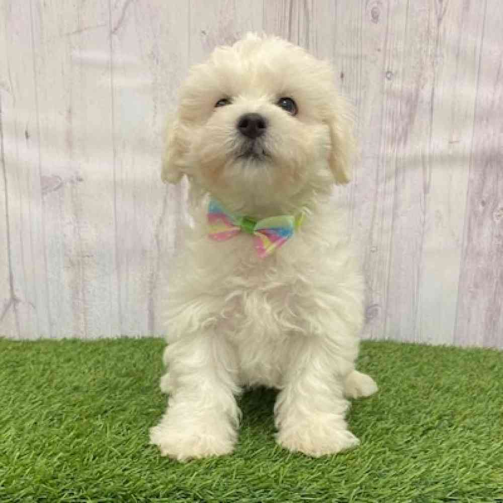 Male Teddy Bear (Zuchon) 2nd Gen Puppy for Sale in Braintree, MA