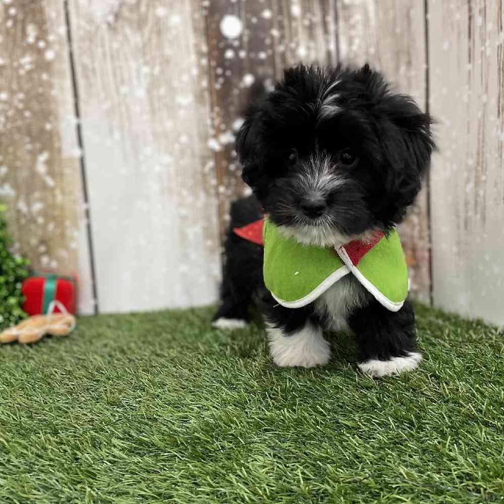 Male Havanese Puppy for Sale in Braintree, MA