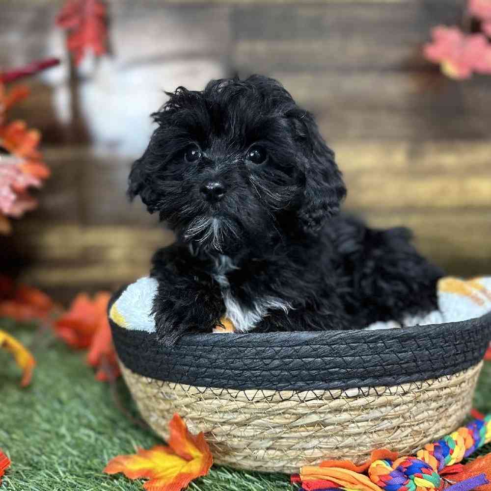 Male Malti-Poo Puppy for Sale in Saugus, MA