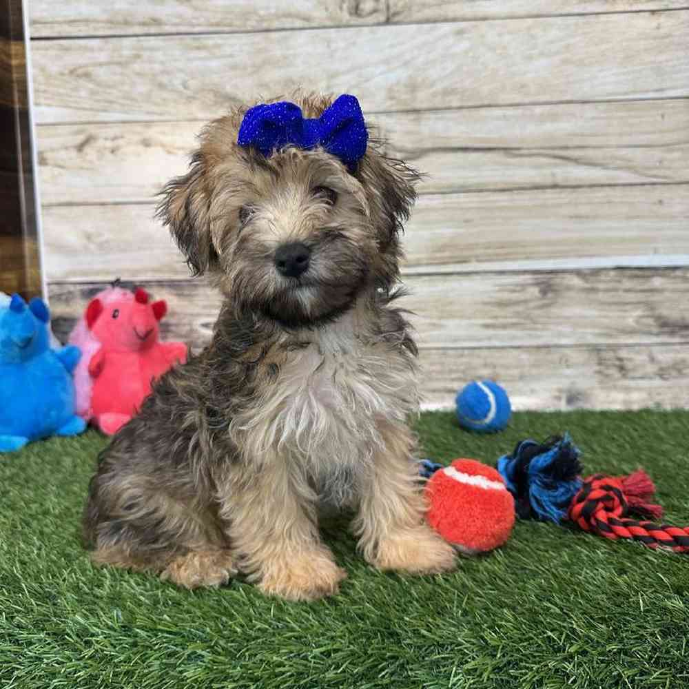 Female Bichon-Poodle 2nd Gen Puppy for Sale in Braintree, MA