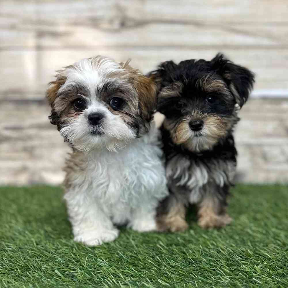 Female Teddy Bear (Zuchon) 2nd Gen Puppy for Sale in Saugus, MA