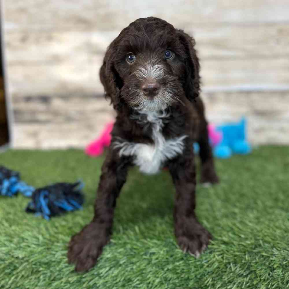 Male Mini Labradoodle 2nd Gen Puppy for Sale in Saugus, MA