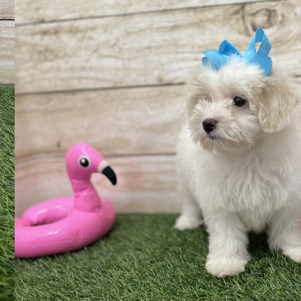 Female Coton De Tulear Puppy for Sale in Braintree, MA