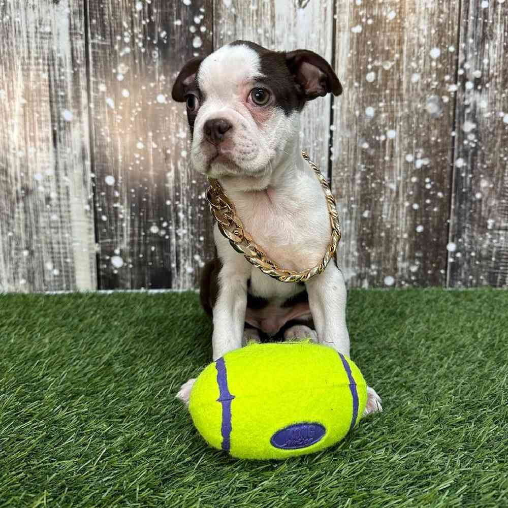 Male Boston Terrier Puppy for Sale in Saugus, MA