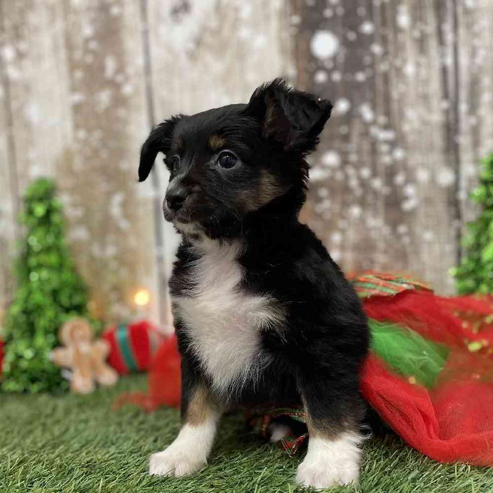Female Miniature Australian Shepherd Puppy for Sale in Braintree, MA