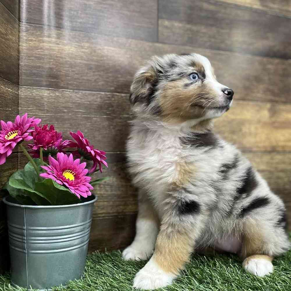 Female Miniature Australian Shepherd Puppy for Sale in Braintree, MA