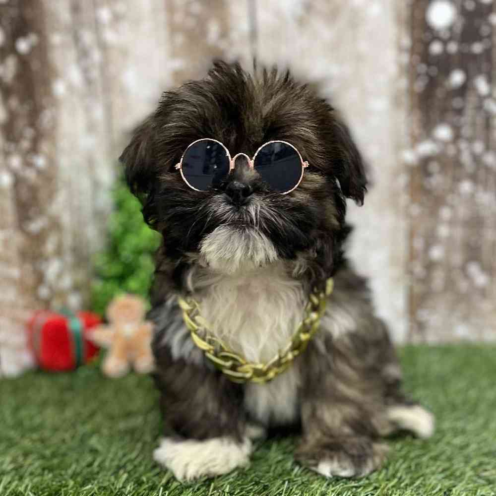 Male Lhasa Apso Puppy for Sale in Braintree, MA