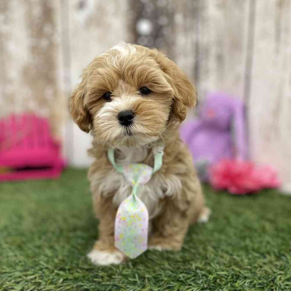 Male Lhasa-Poo Puppy for Sale in Braintree, MA