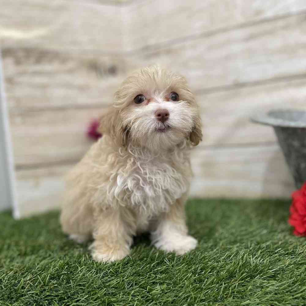 Female Cockapoo 2nd Gen Puppy for Sale in Braintree, MA