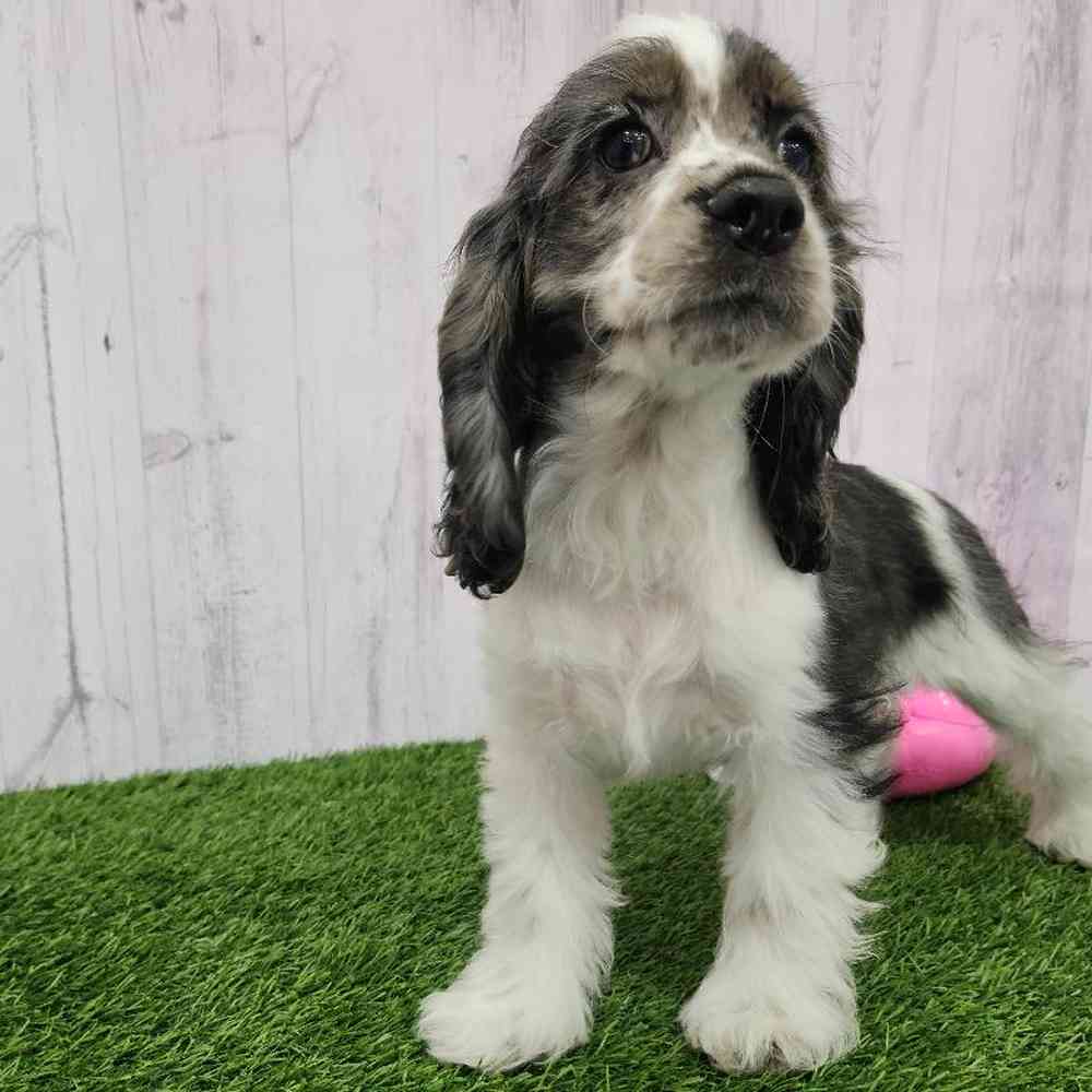 Female Cocker Spaniel Puppy for Sale in Braintree, MA