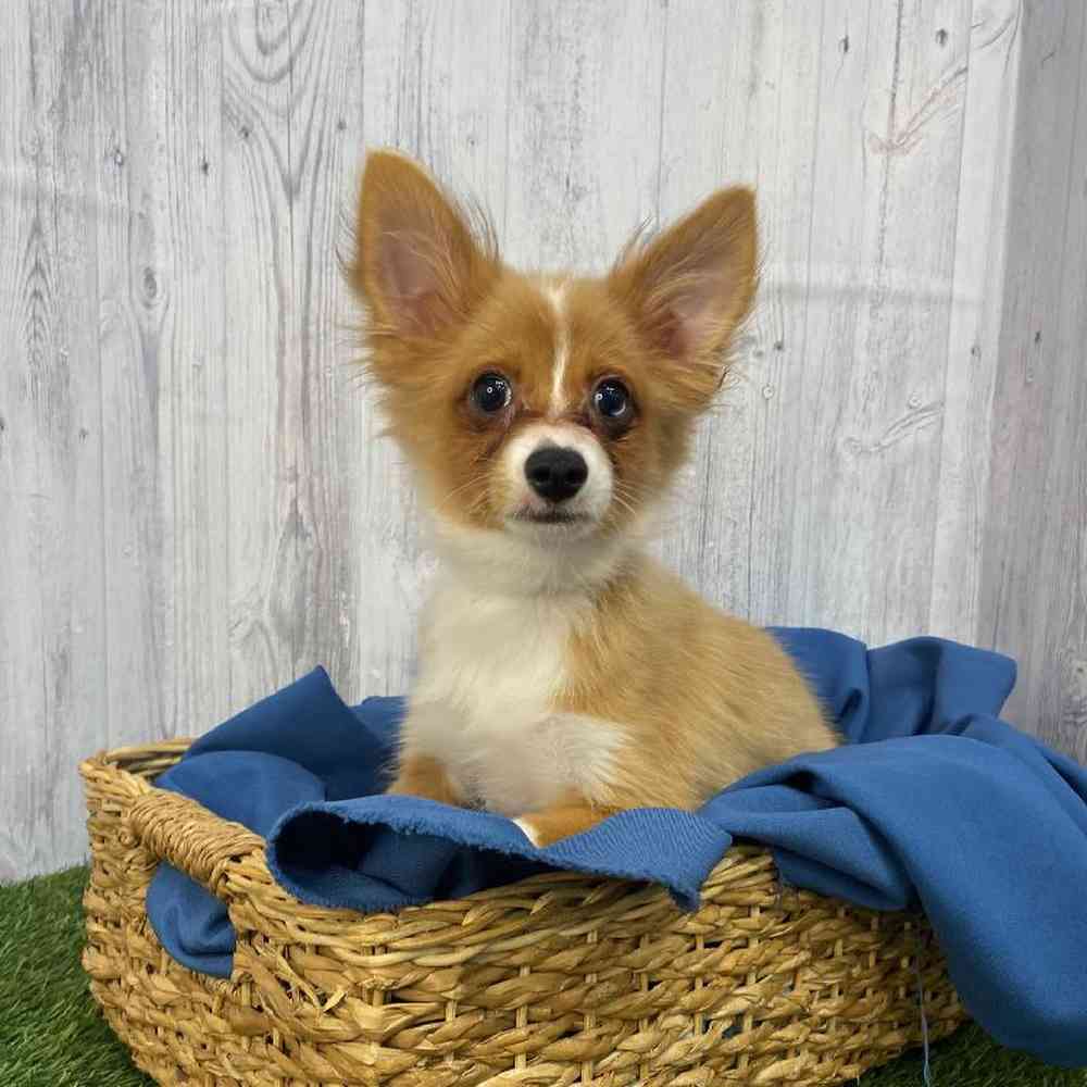 Male Mini Aussie-Pom Puppy for Sale in Saugus, MA