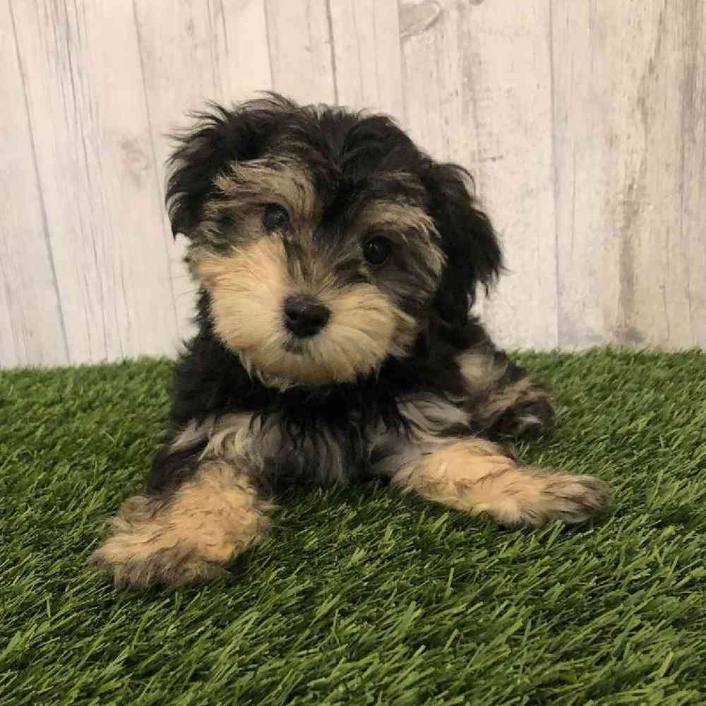 Male Morkie Puppy for sale