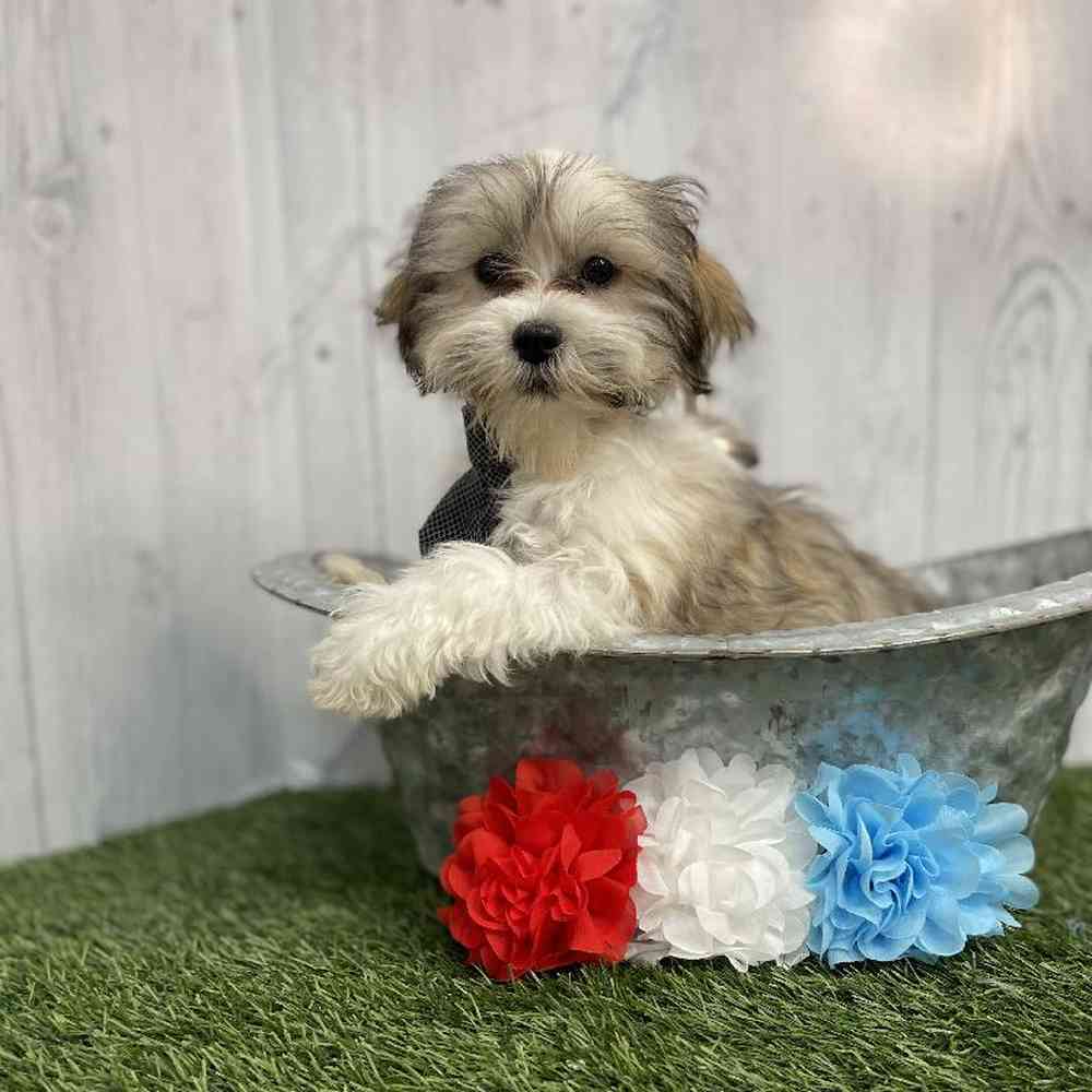 Male Malshi Puppy for sale