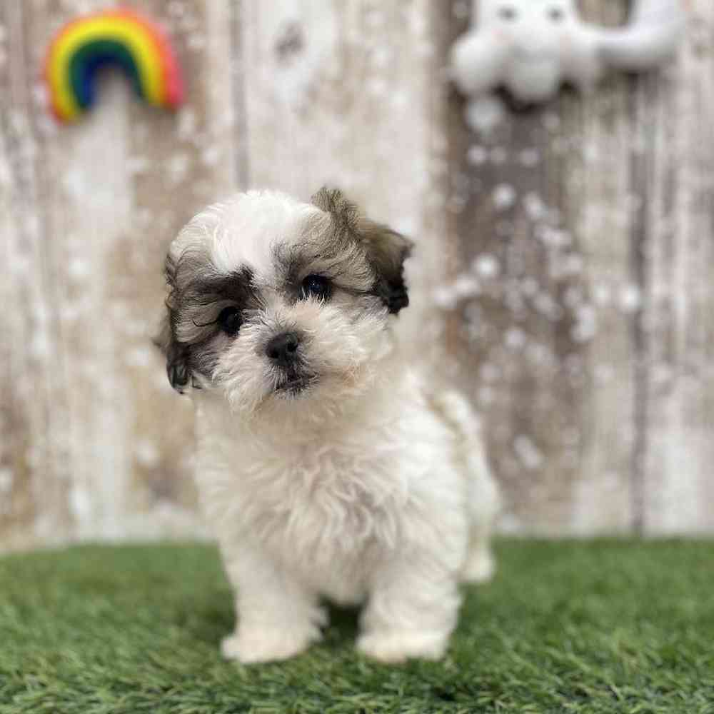 Female Teddy Bear (Zuchon) Puppy for Sale in Saugus, MA