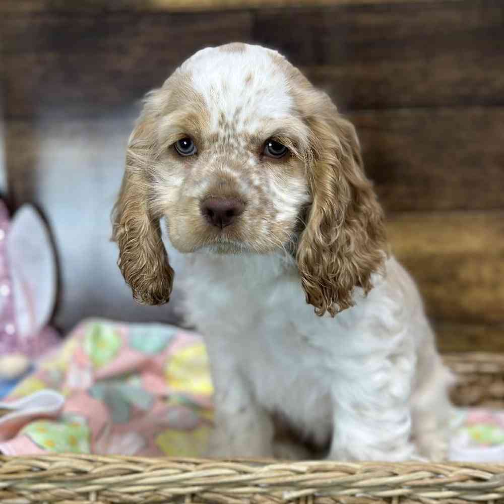 Female Cocker Spaniel Puppy for Sale in Saugus, MA