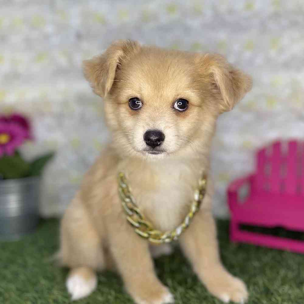 Male Aussie Pom Puppy for Sale in Braintree, MA