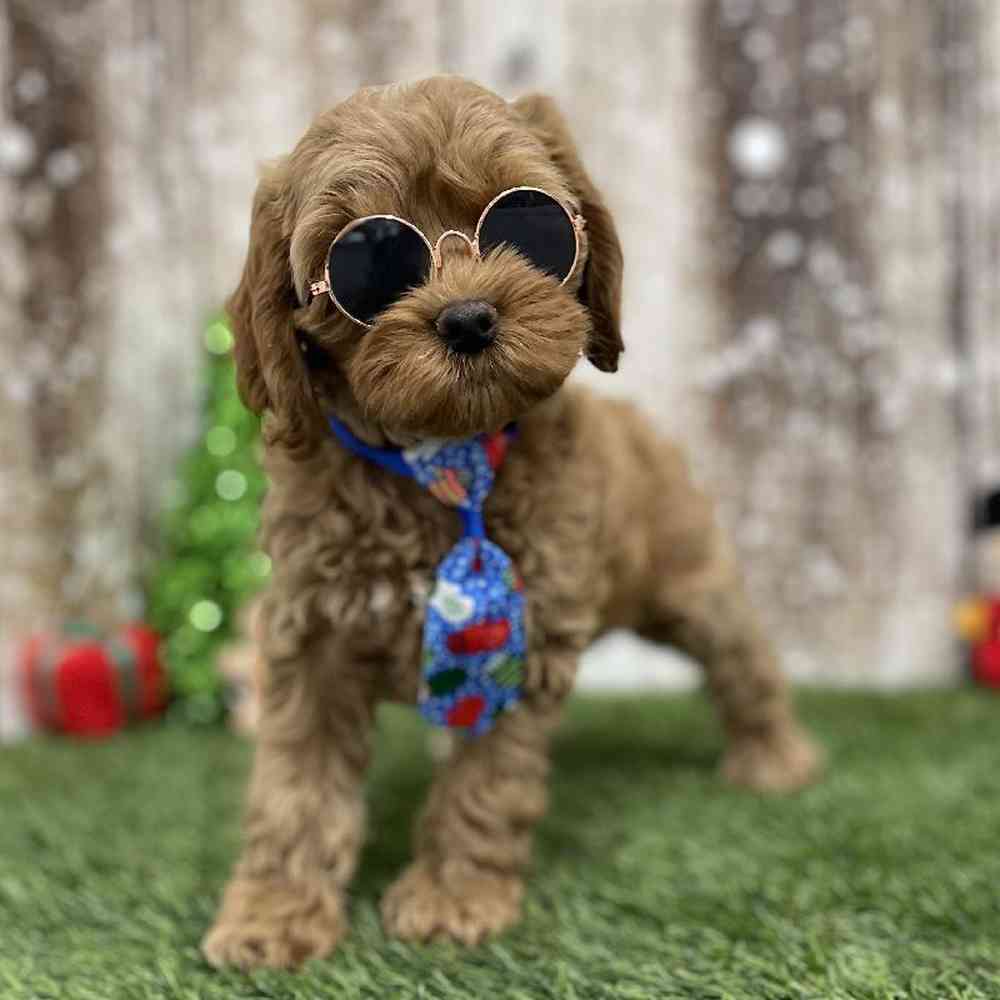 Male Cockapoo Puppy for Sale in Braintree, MA