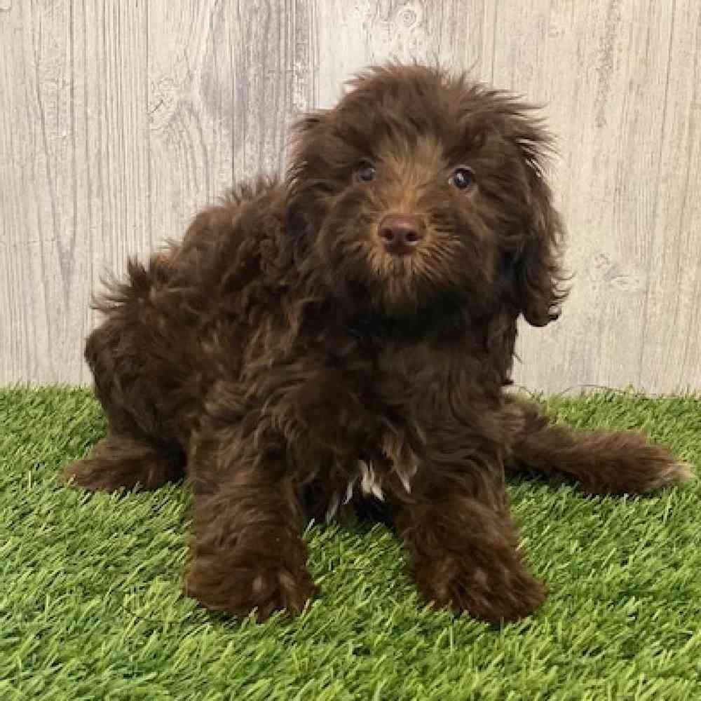 Female Mini Labradoodle Puppy for sale