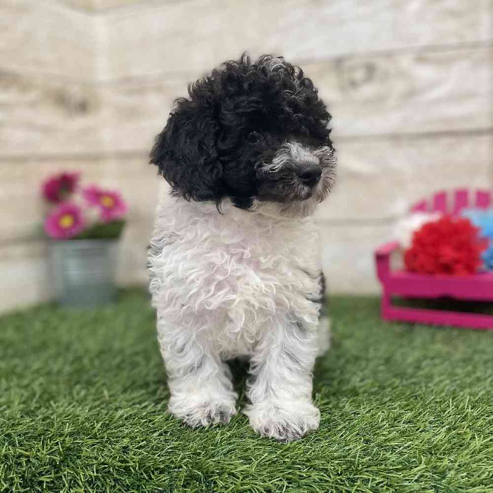 Male Bichon-Poodle Puppy for Sale in Braintree, MA