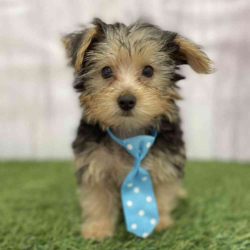 Male Yorkshire Terrier Puppy for Sale in Braintree, MA
