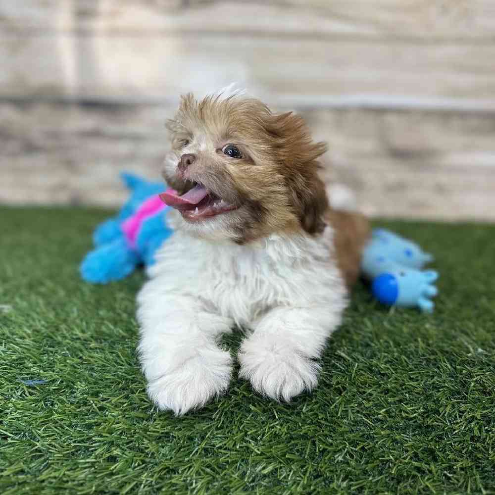 Male Shih Tzu Puppy for Sale in Saugus, MA