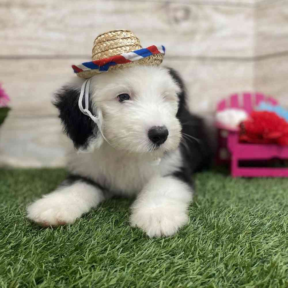 Male Old English Sheepdog Puppy for Sale in Braintree, MA