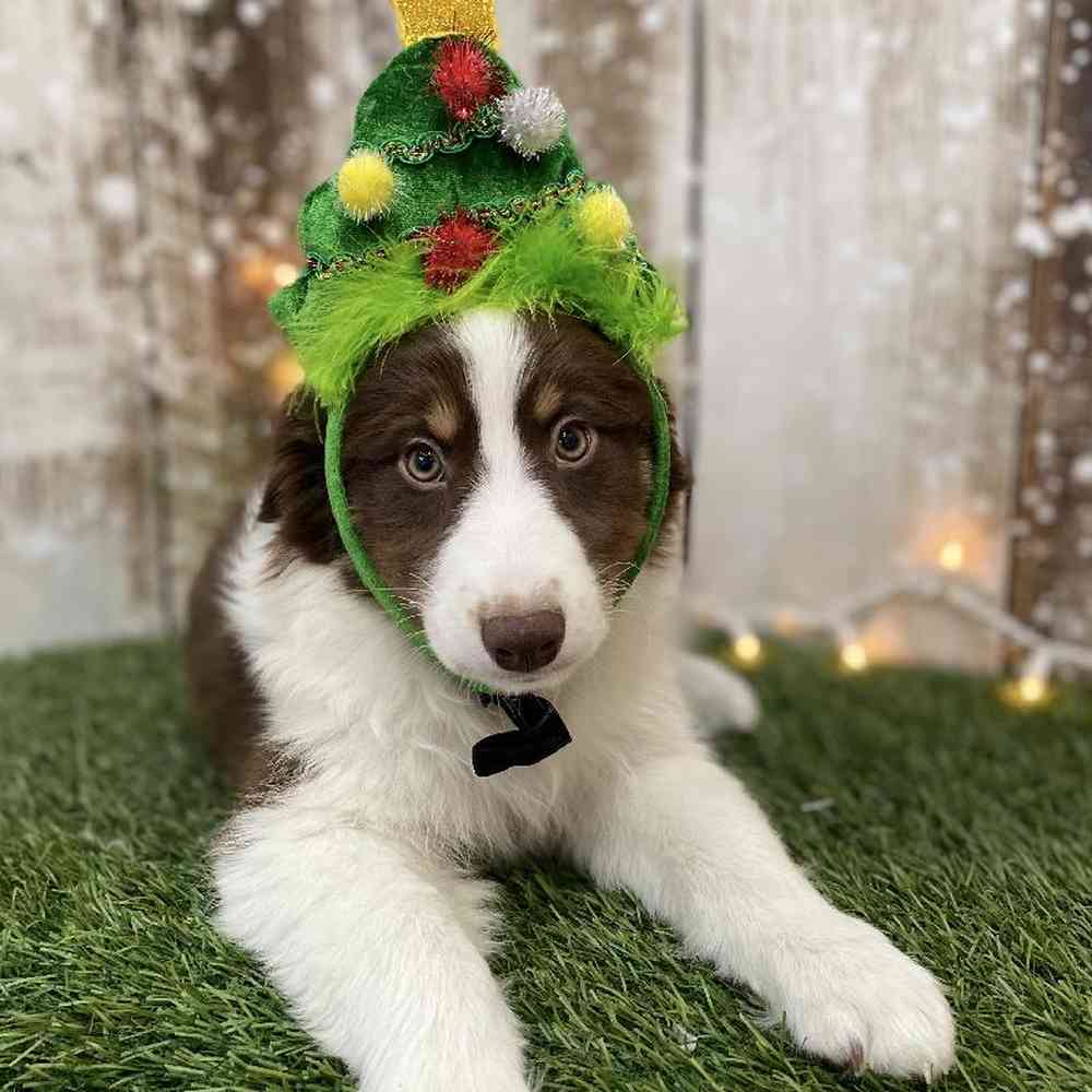 Male Miniature Australian Shepherd Puppy for Sale in Braintree, MA